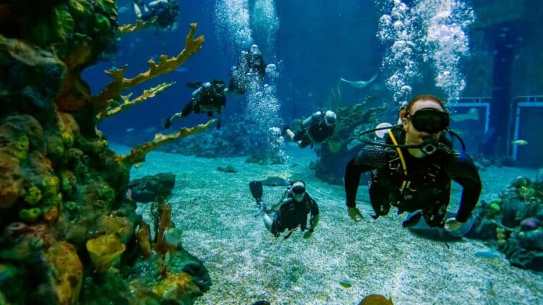 The EPCOT DiveQuest Experience Is Back – Here’s Everything You Need to Know