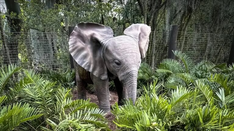 Little Red Returns to Disney’s Animal Kingdom — Here’s How to See Him