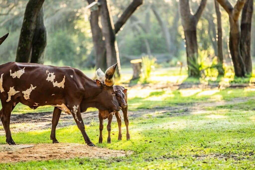 Animal Kingdom's Newest Ankole Calf