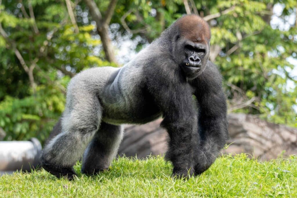 Bakari, Animal Kingdom's new silverback gorilla
