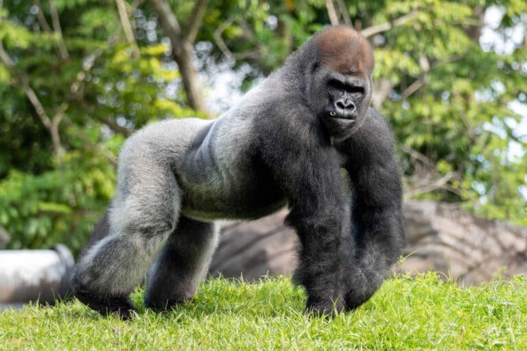 Bakari, Animal Kingdom's new silverback gorilla