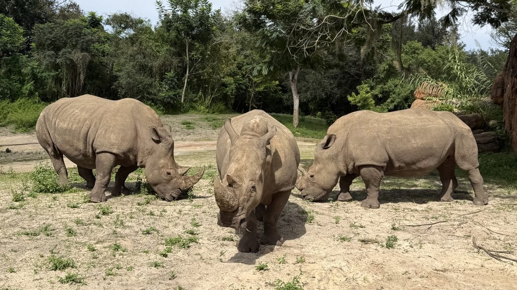 803D4EB4 D246 4991 909D 6BDD9133E96F 1 201 a Disney Patent Could Alert You When Animals Are Active