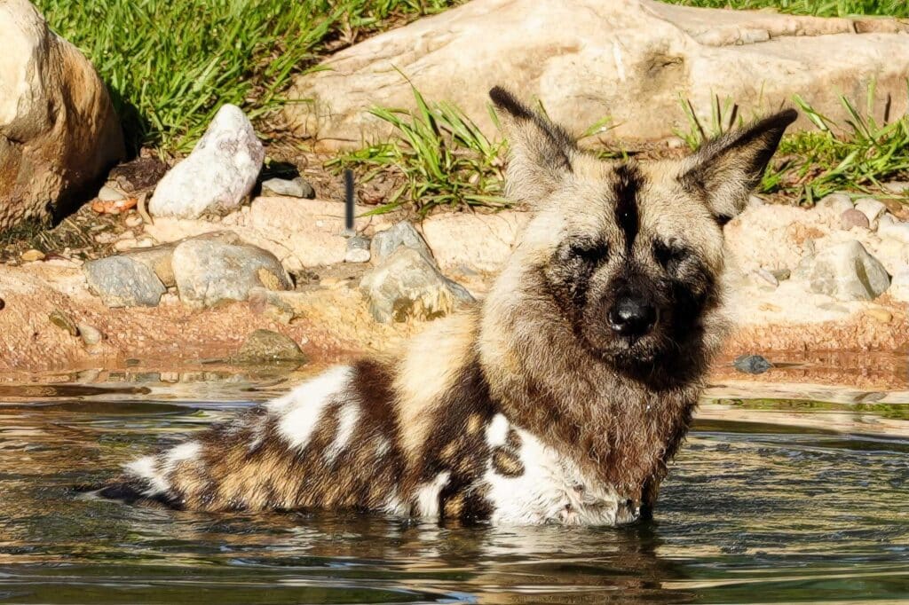Prospect the new African painted dog at Disney's Animal Kingdom