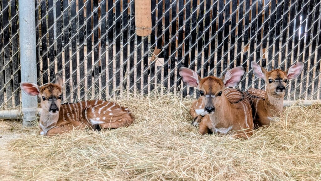Newborn nyala calves at Disney's Animal Kingdom Lodge