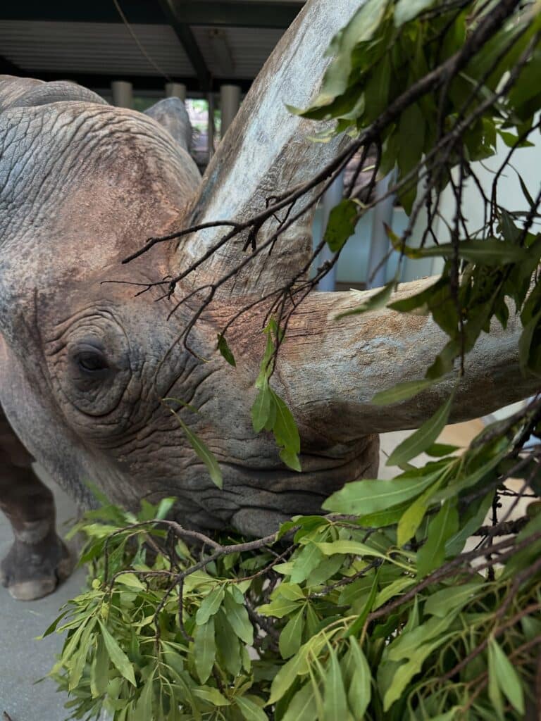 Timu, the newest eastern black rhino at Disney's Animal Kingdom