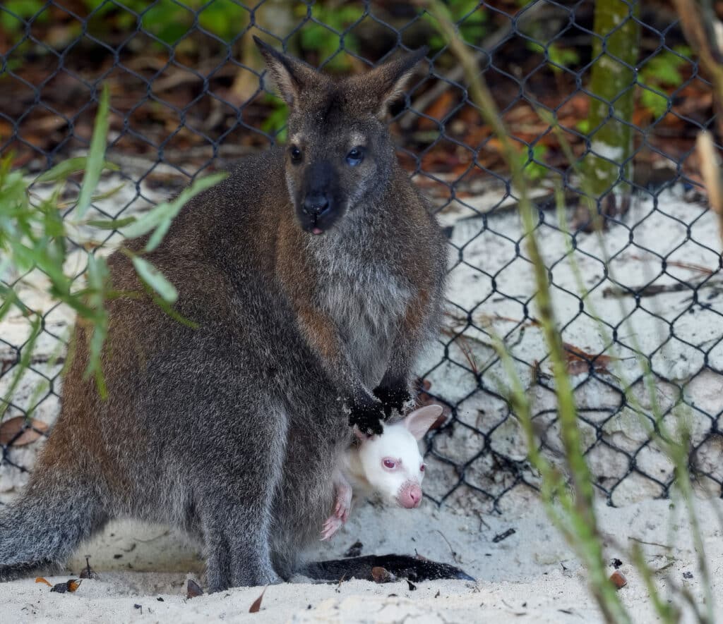 Quartz the albino wallaby joey at Jumping Junction